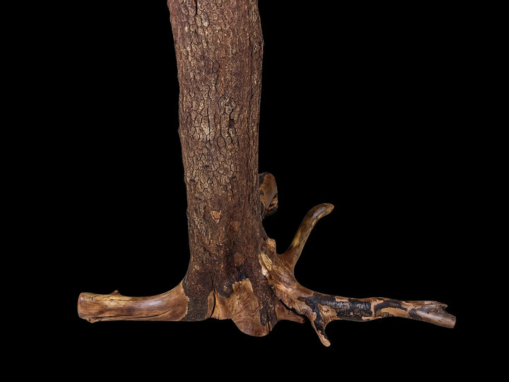 Back side of the base of a bark intact Dogwood tree stump root structure to support a table top.
