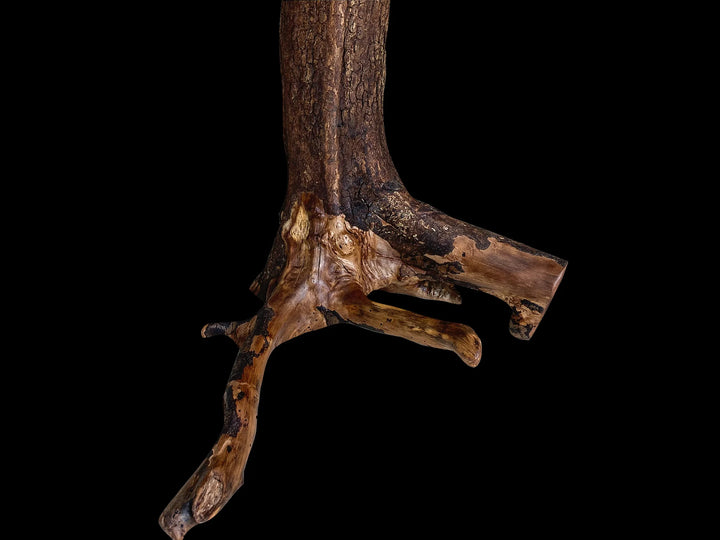 Base root structure of an oiled tree stump with a black background.