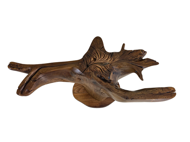 Top view of end grain of an oak tree stump dining table showing the multi-color browns with a rich finish.