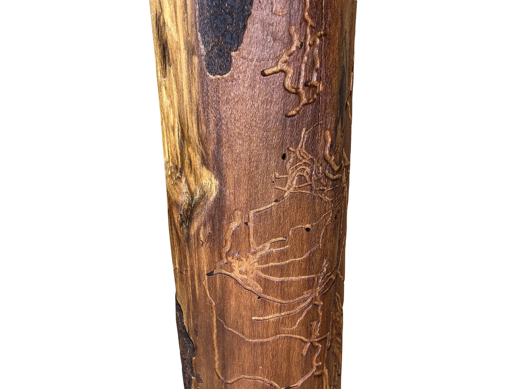 Close up of the stalk of a tree stump with insect trails in the wood with a white back ground.
