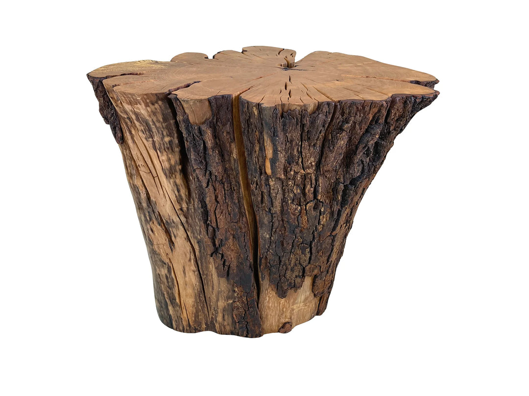 Feature view of a Sourwood coffee table made from a stump with white background.