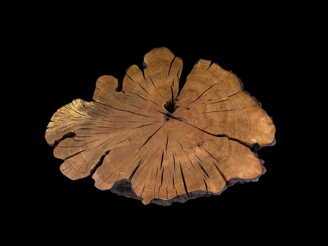 Top view of a burnt orange end grain  Sourwood coffee table made of a tree stump - black background.