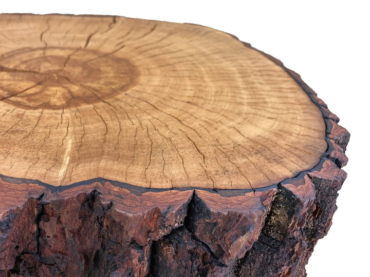 Sourwood Tree Bark Side Table - Abby