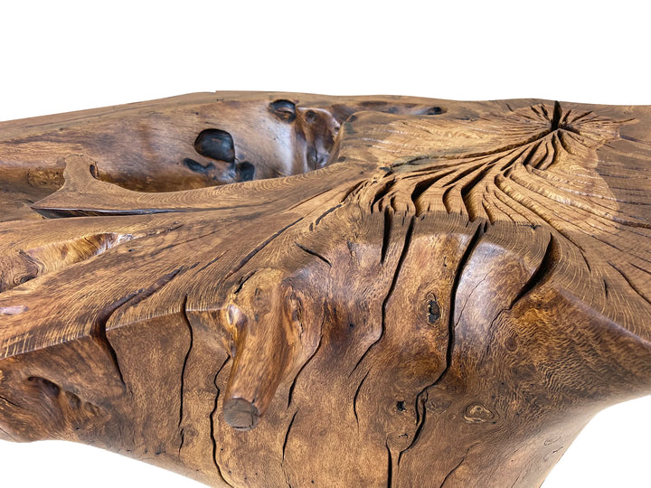 Close up of end grain of oak tree stump dining table.