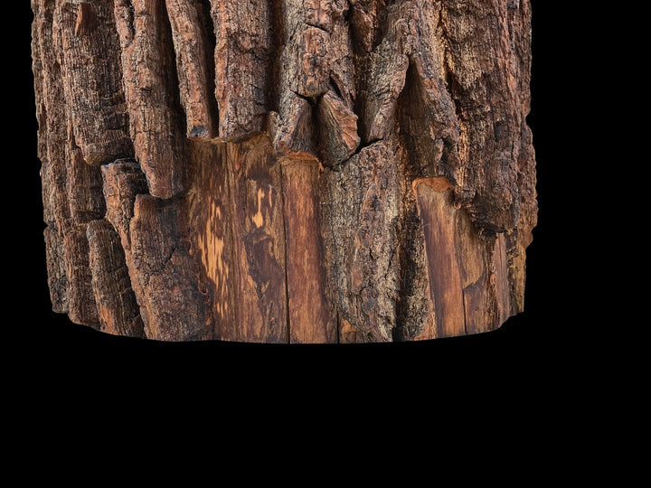 A close-up of a textured tree trunk with rough brown bark and lighter wood grain, staged on a solid black background.