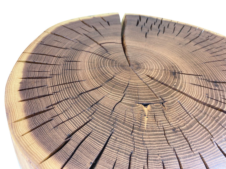 A close-up of a circular top stump cross-section with visible growth rings and dark bark lines, against a white background.