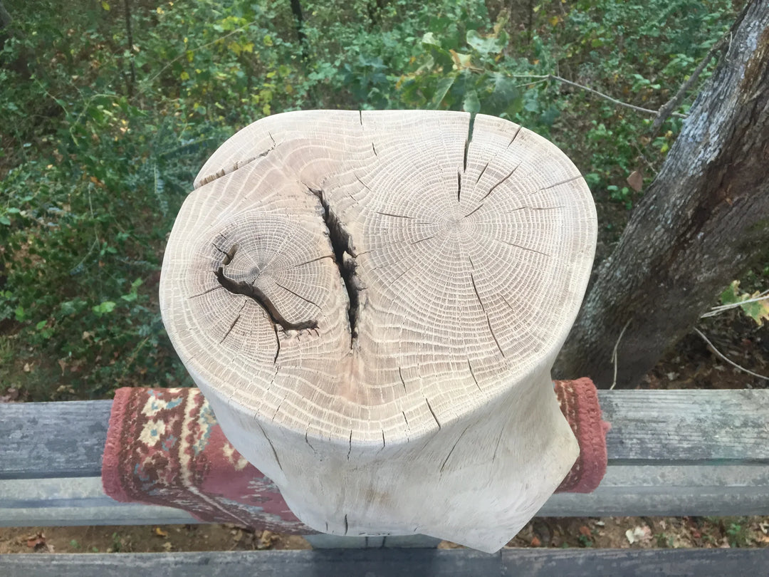 A large, freshly cut tree stump with prominent growth rings and a natural crack, resting on a weathered wooden fence in an outdoor wooded setting.