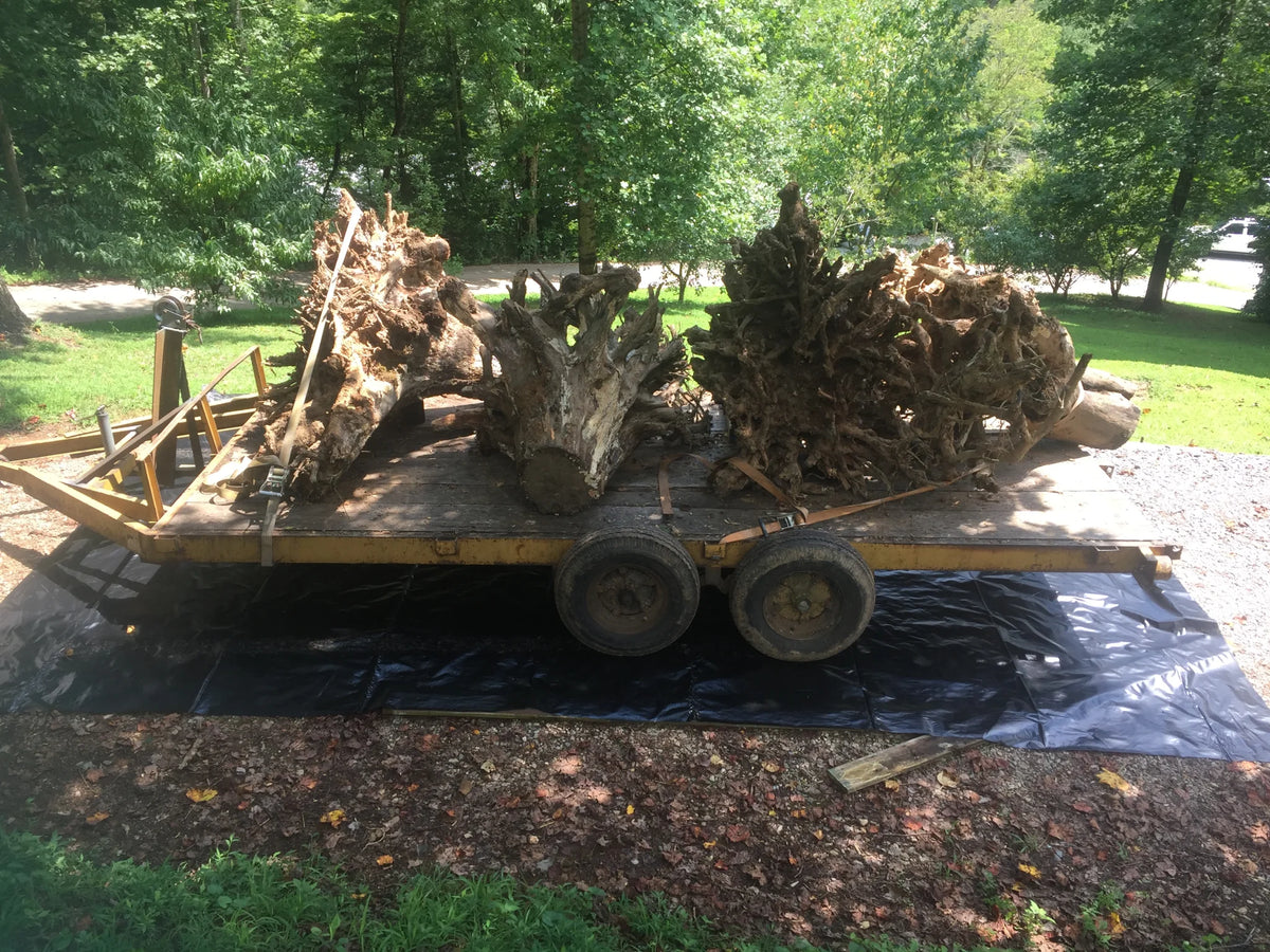 A flatbed trailer loaded with large tree stumps on a gravel driveway  with grass and trees in the background.