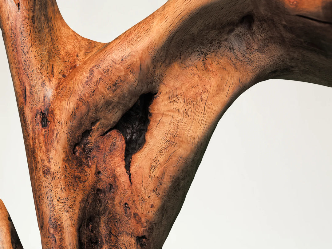 y section of oak roots showing the decorative cavity in the wood.