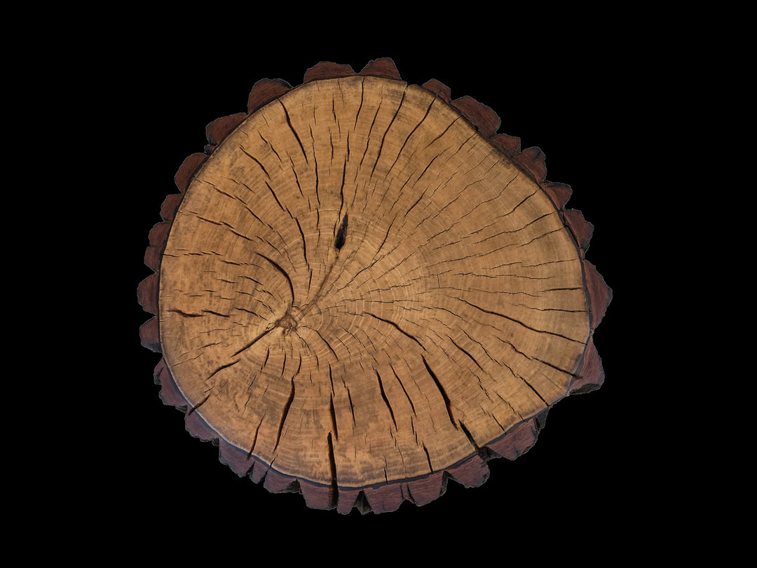 The circular end grain view of a log side table with prominent growth rings and a rough outer bark edge, shown against a solid black background.